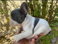 -small-1