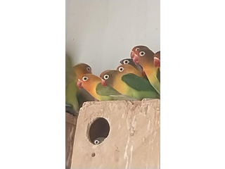 פרסנטות