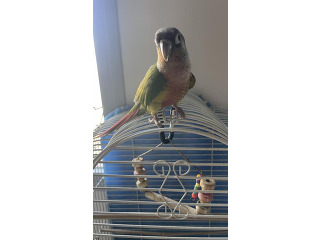 צעיר , האכלת יד , חברותי