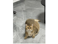 -small-3