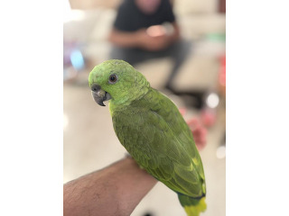 אמזונה יילו נפ האכלת יד