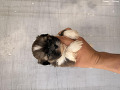 -small-0