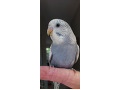 -small-3