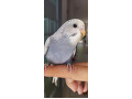 -small-1