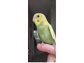 -small-7