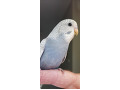 -small-5