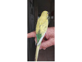 -small-6