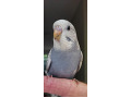 -small-4