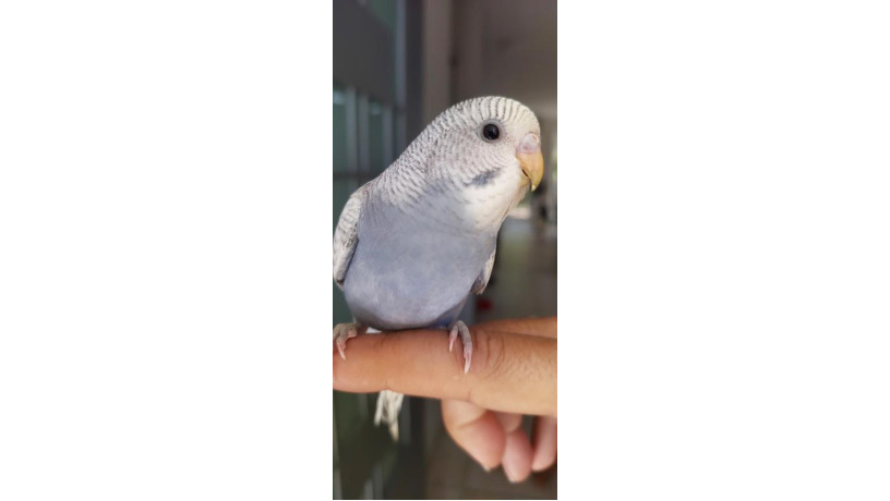 -big-1
