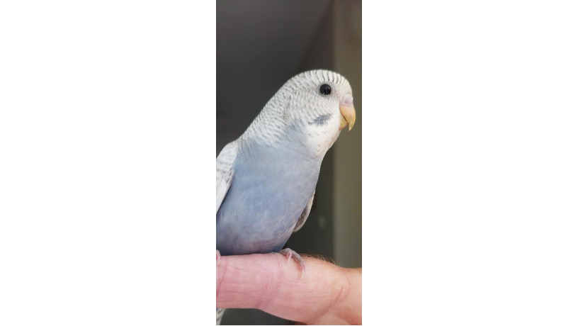 -big-5