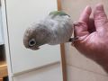 avi-small-1