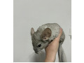 300ns-small-1