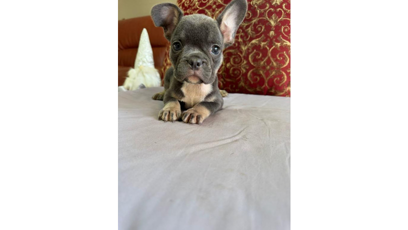 ocen-milye-i-krasivye-shhenki-big-7