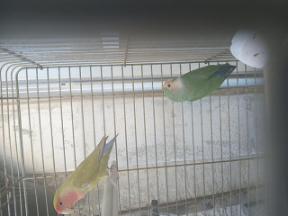 זוג ציפורי אהבה בצבעים מרהיבים