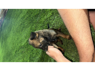 ⸻

גורי רועה בלגי
גורים יפים, חכמים