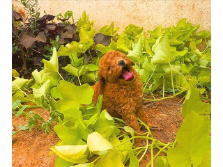 גורי פודל טוי מהממים בני