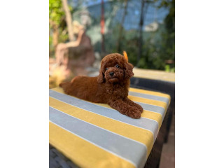 גורי פודל טוי מהממים בני