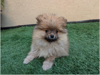 פומרניין גזעי מחוסן! מחפש בית חם ואוהב