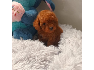 גורי פודל טוי מהממים בני