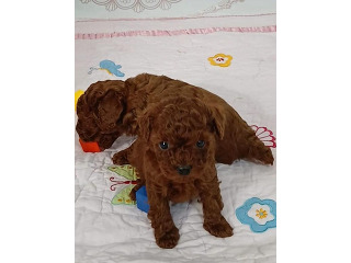 גורי פודל טוי מהממים בני