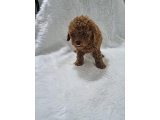 המלטה יפיפיה של פודל טוי