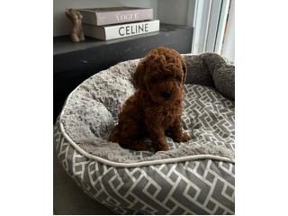 המלטה יפיפיה של פודל טוי