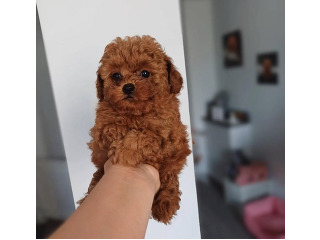 המלטה יפיפיה של פודל טוי