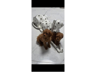 כלבת פודל טוי בת חודשיים