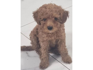 כלבת טוי מחוסנת בת חודשיים