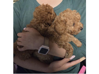 גורי פודל טוי