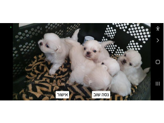 פקינזים גזעיים לבנים כשלג,הורים צמודים