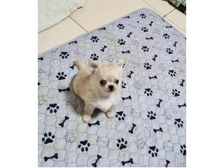 גורים זכרים,