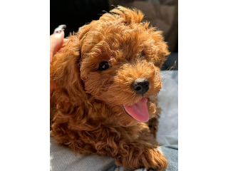 גורי פודל טוי /ננסי מהממים