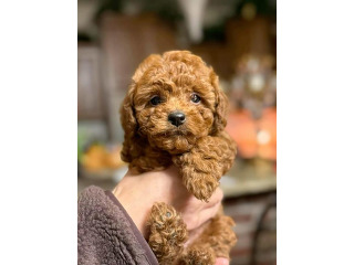 גורי פודל טוי מהממים בני