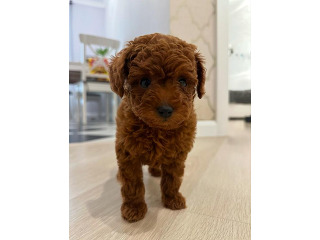 גורי פודל טוי מהממים בני