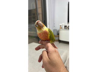 גרינציק אננס יפיוף וחמוד מאוד!