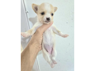 גורי ציוואוואה בני חודש וחצי