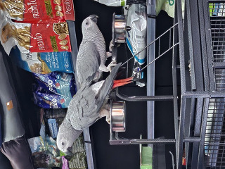 זוג גאקו האכלת יד ברמה גבוהה מאוד