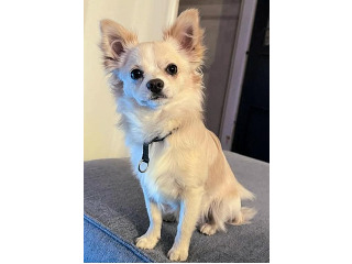 זכר בן 8 חודשים יפיוף