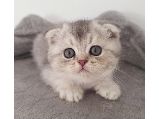 גורים סקוטים עם פרווה קצרה
זכרים