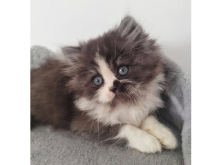 גורים סקוטיש היילנד מעלפים
מחונכים לעשיי...