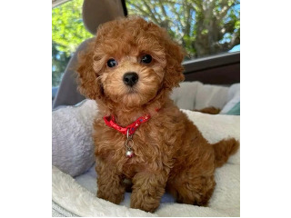 גורי פודל טוי מהממים בני