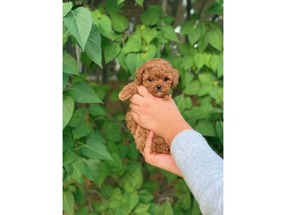 גורי פודל טוי מהממים בני