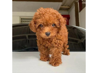 גורי פודל טוי מהממים בני