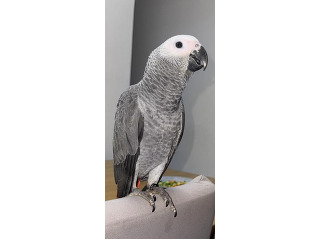 מוטבע האכלת יד גמול עם