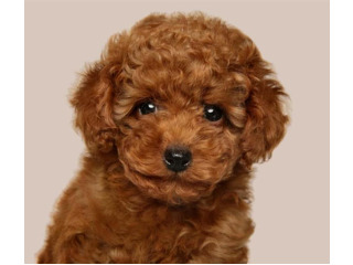 כלבת טוי מחוסנת בת חודשיים