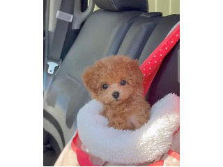 גור פודל ידידותי ובריא זמין