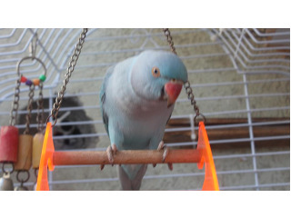 האכלת יד ברמה גבוהה, מבין,