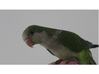 אכלת יד ברמה גבוהה, יפה,
מדבר