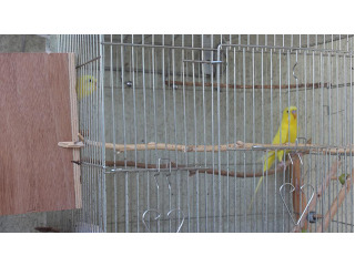 זו תוכונים, יפים, בצבע צהוב זוהר